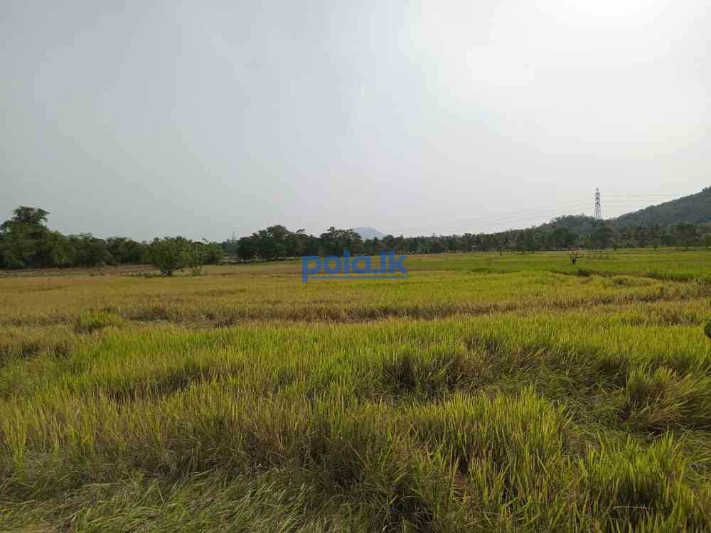 Two acres paddy field - photo 3