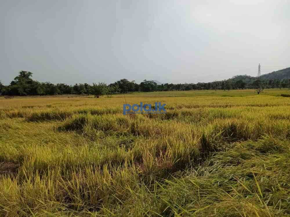 Two acres paddy field - photo 2
