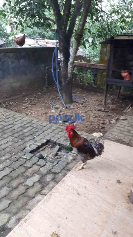 Rooster and hen - photo 1