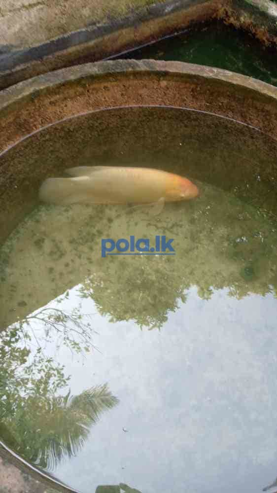 Catfish and gurami - photo 3