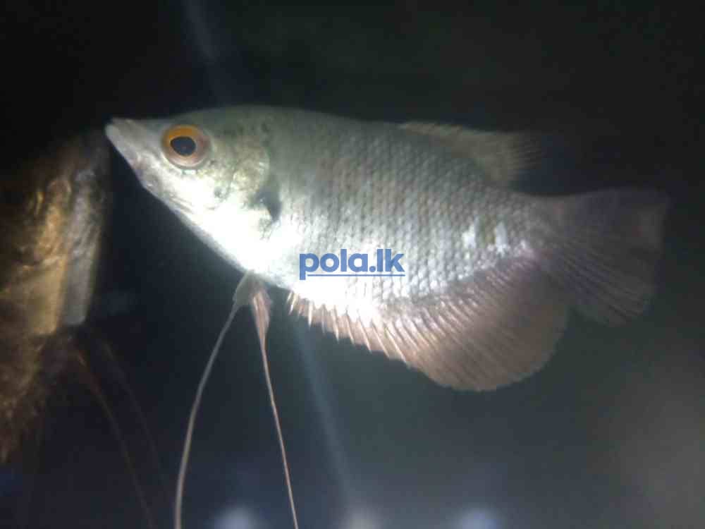 Catfish and gurami - photo 4
