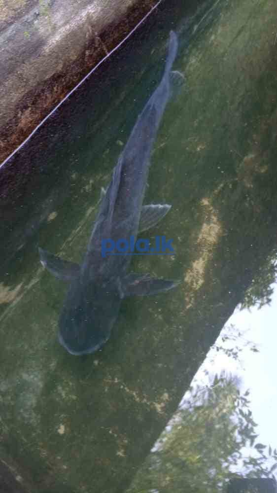 Catfish and gurami - photo 2