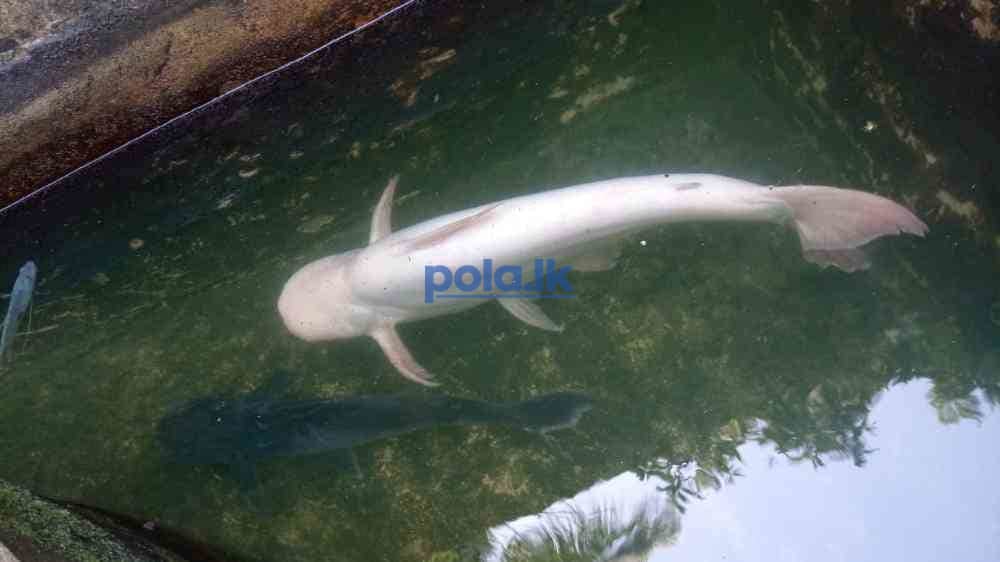 Catfish and gurami - photo 1