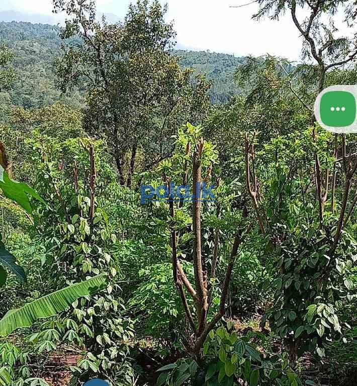 Estate for sale haldumulla haputale - photo 4