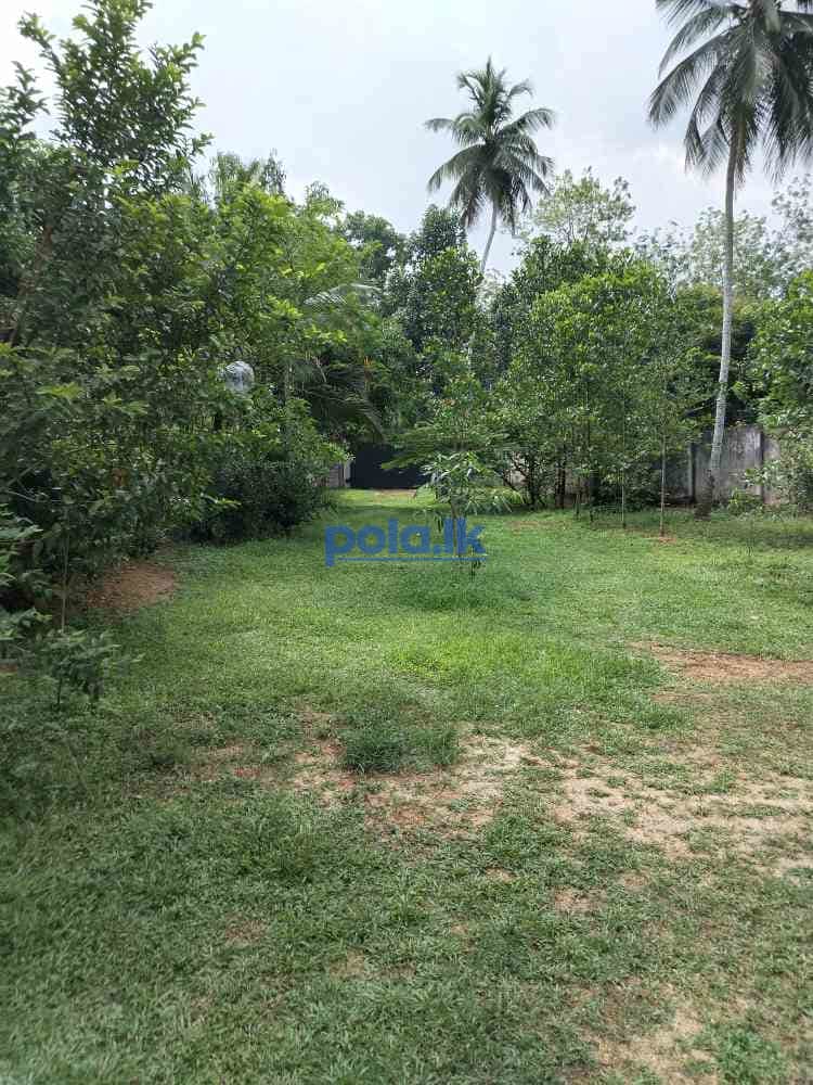 Superb brand new house with a garden for sale - photo 4