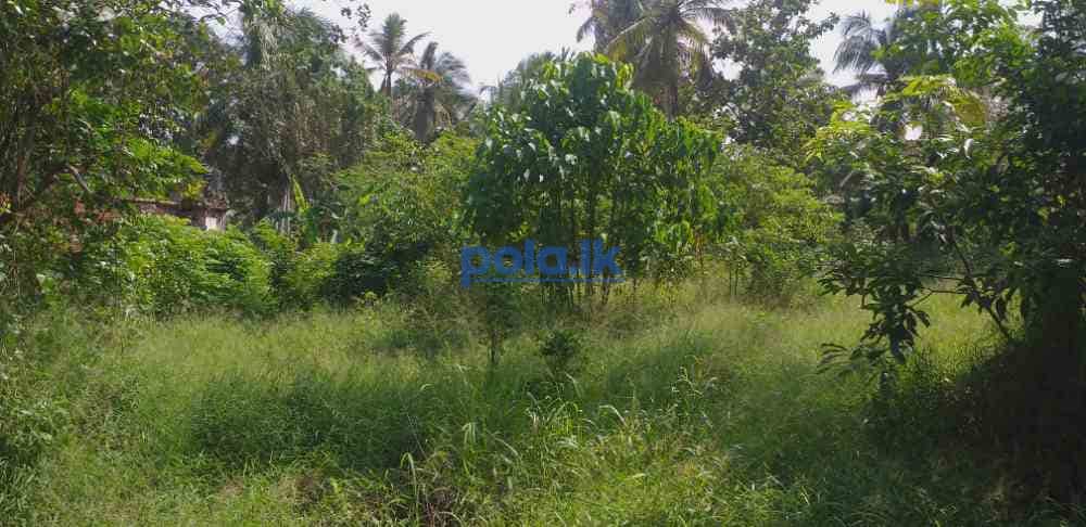 Land for sale in wennappuwa - photo 4