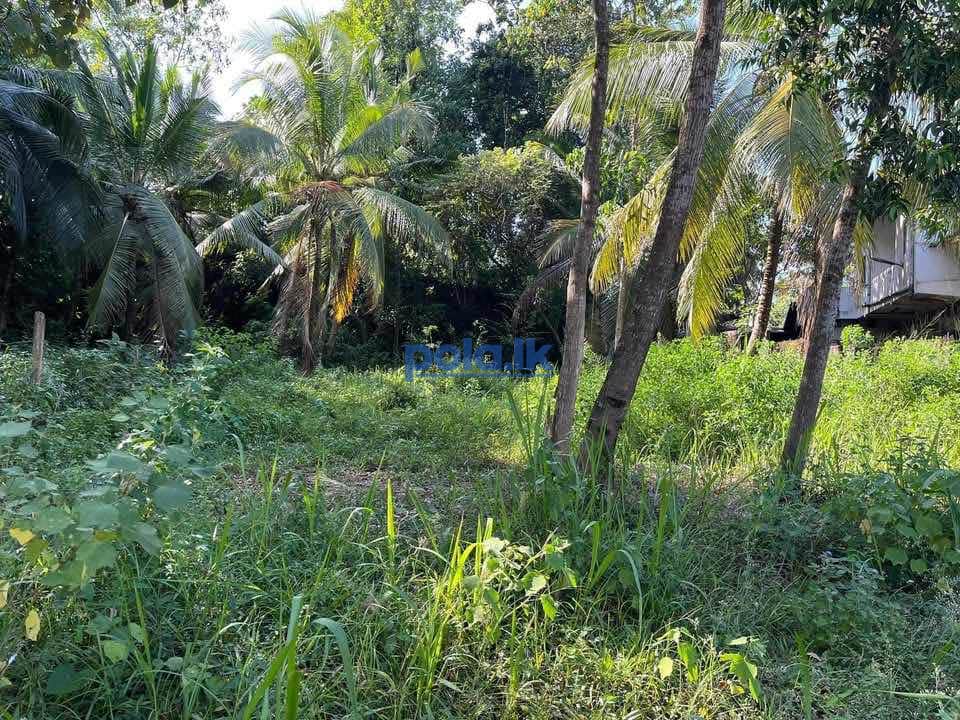 Land for sale in ganemulla - photo 4
