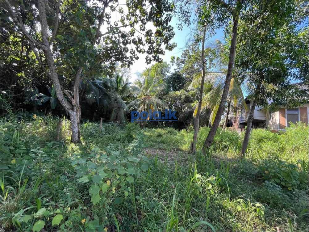 Land for sale in ganemulla - photo 2