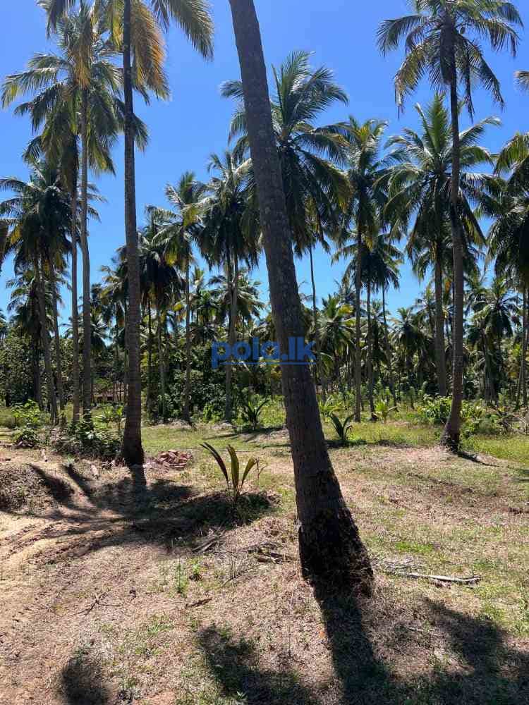 Coconut land for sale in malsiripura - photo 13