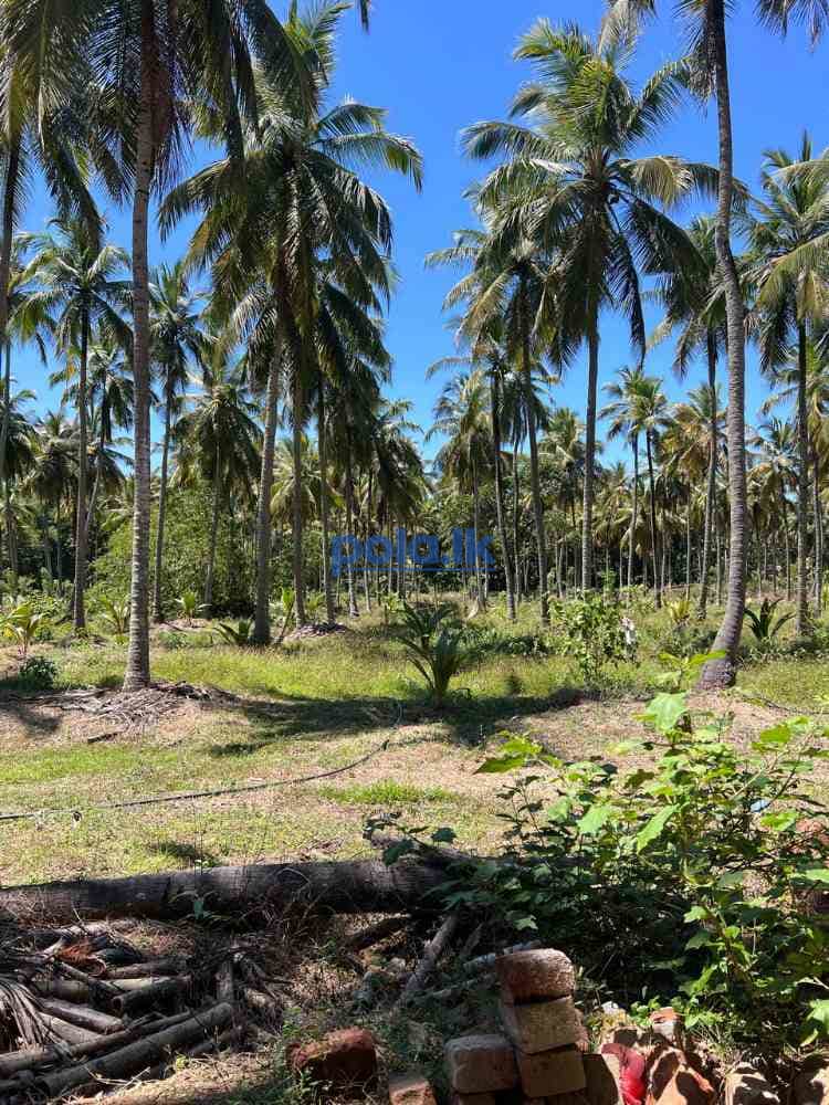 Coconut land for sale in malsiripura - photo 16