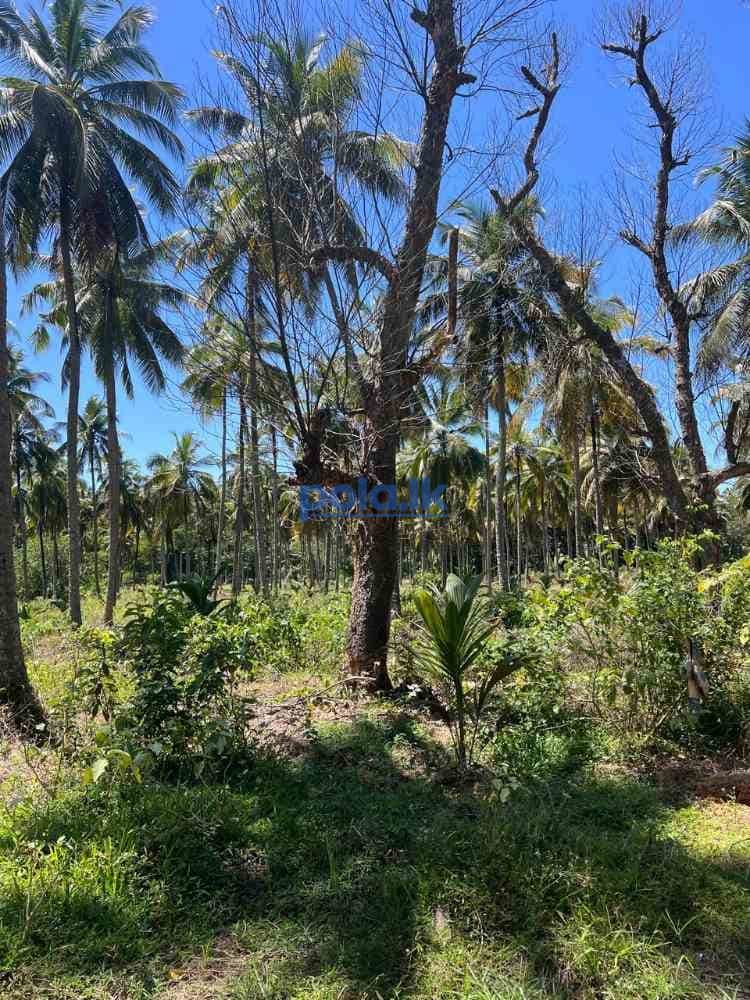 Coconut land for sale in malsiripura - photo 8
