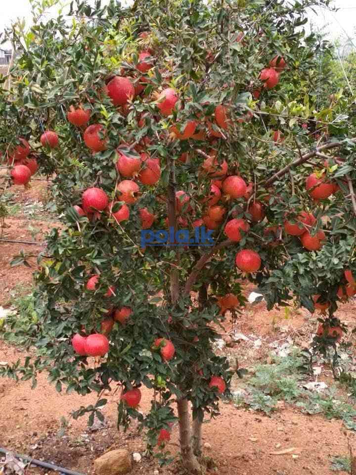 Indian red pomegranate - photo 1