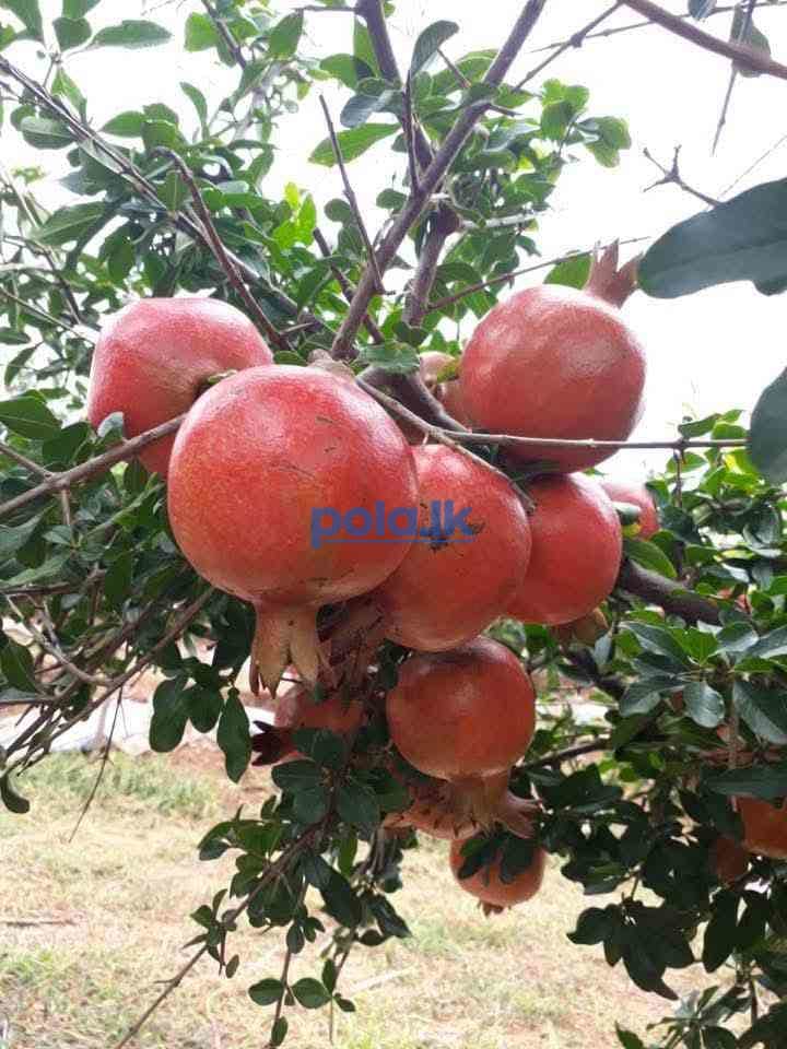 Indian red pomegranate - photo 2