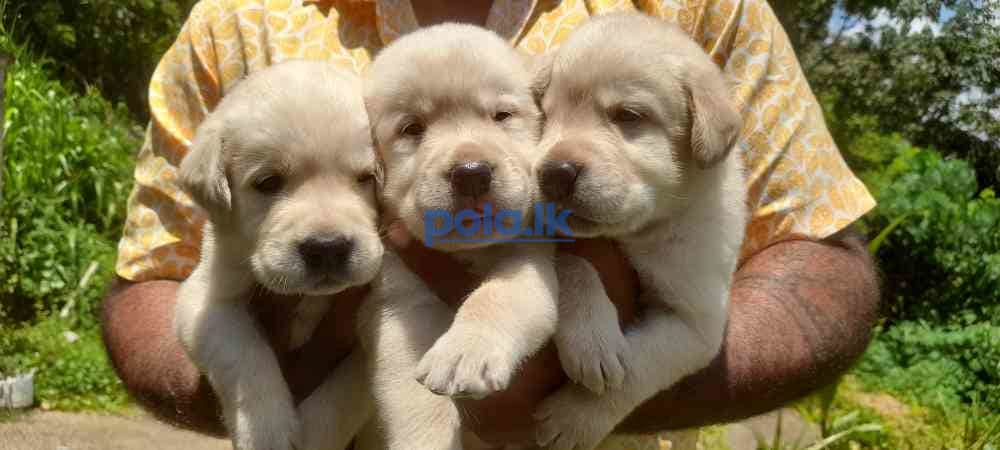 Labrador puppies - photo 2