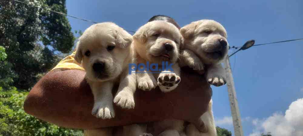 Labrador puppies - photo 3