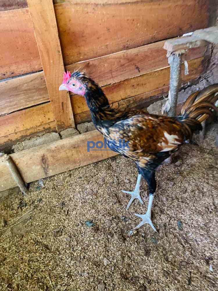 Rooster for sale - photo 3