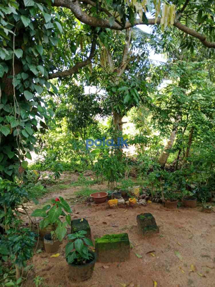Land for sale in tangalle - photo 3