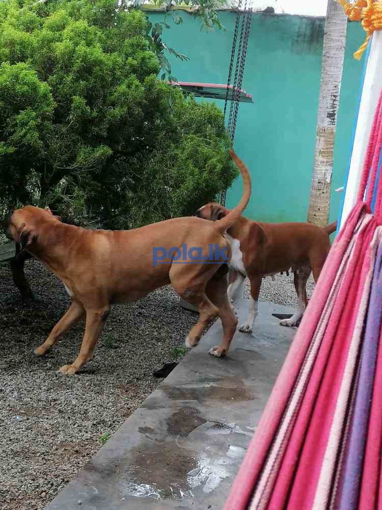 Boxer puppies - photo 5