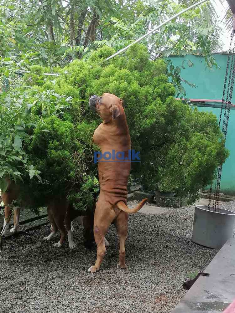 Boxer puppies - photo 1