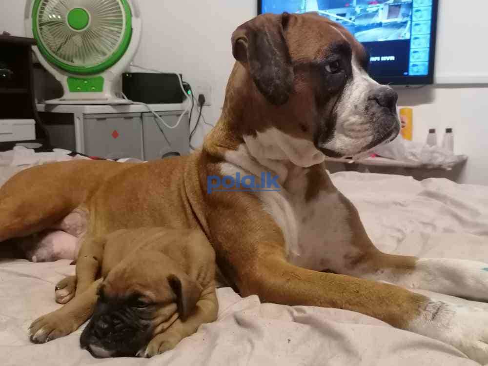 Boxer puppies - photo 3