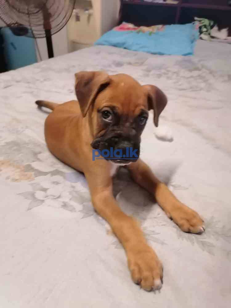 Boxer puppies - photo 4
