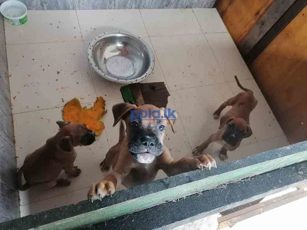 Boxer puppies - photo 2