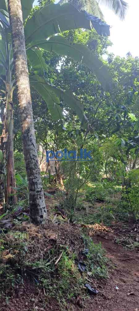 Prime 10 perch land for sale - photo 4