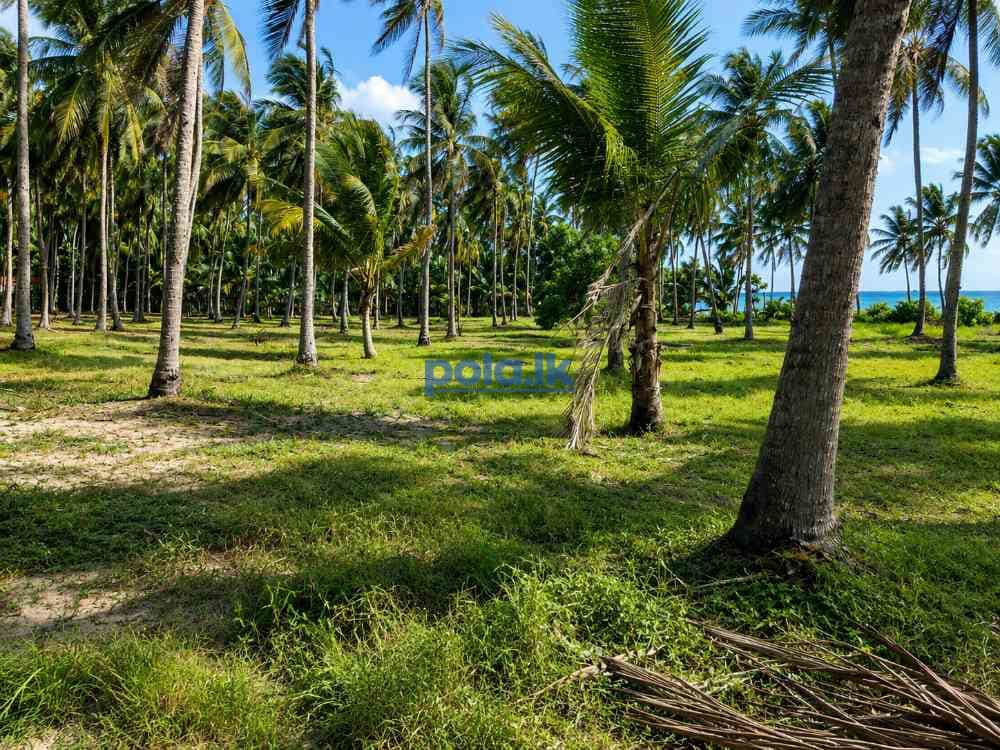 12½ Acres lush garden for sale - photo 2