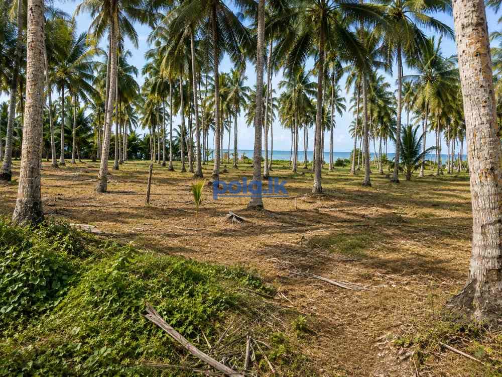 12½ Acres lush garden for sale - photo 3