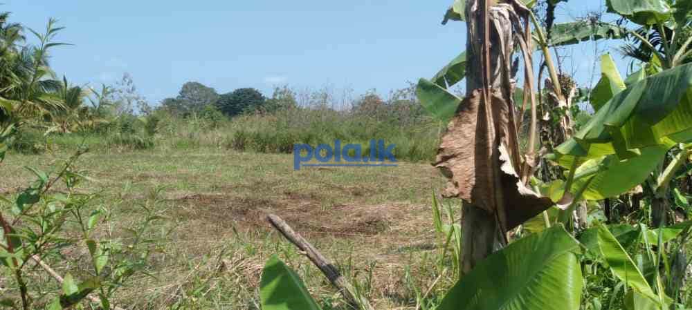 Land for sale in dambulla - photo 9