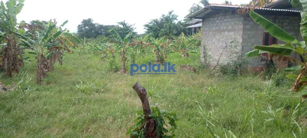 Land for sale in dambulla - photo 10