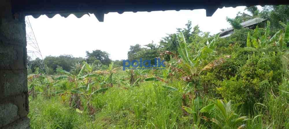Land for sale in dambulla - photo 3