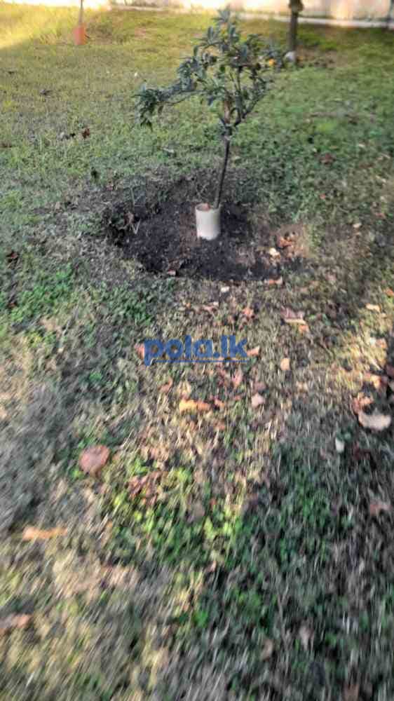 Land for sale in kalubovila - photo 1