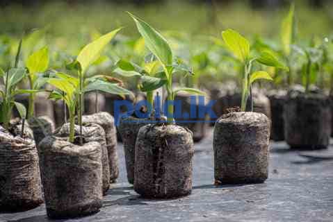 Cocopeat plates - photo 3