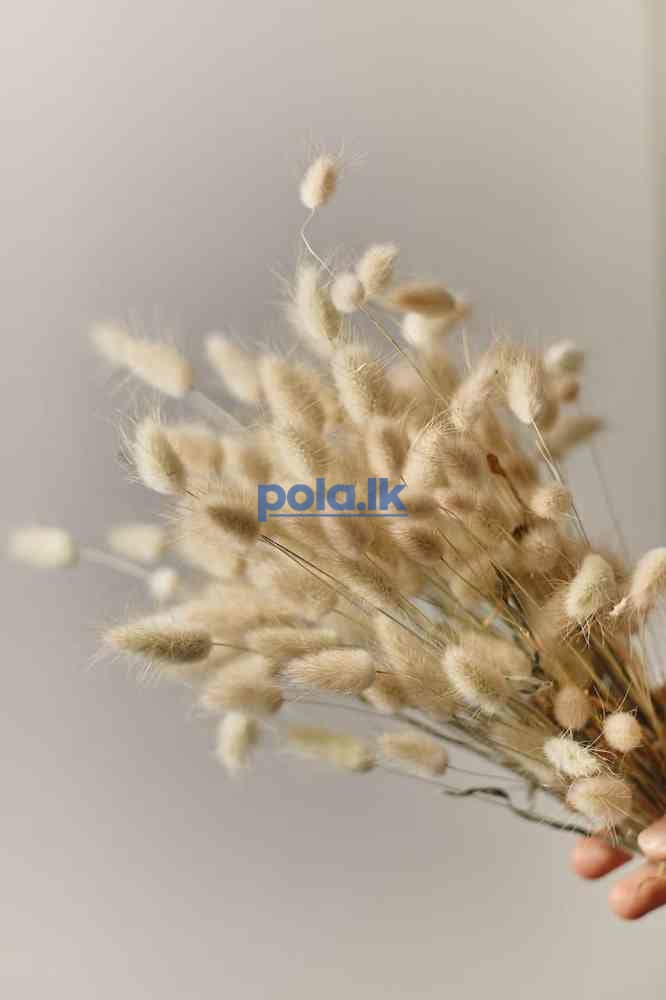 Fluffy dried bunny 50 pcs - photo 1
