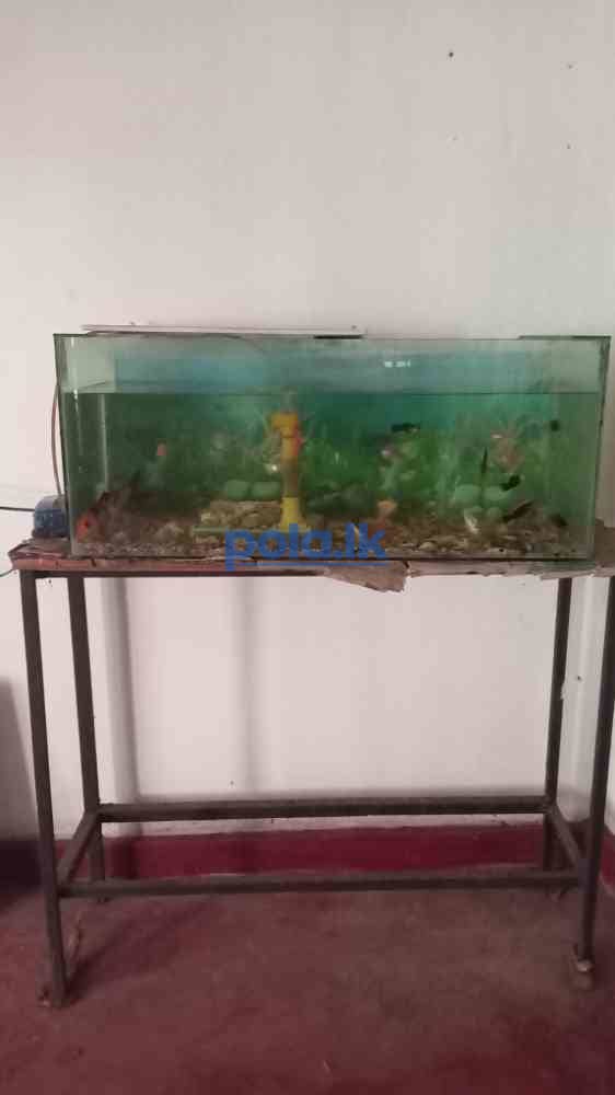 Fish tank for sale - photo 2