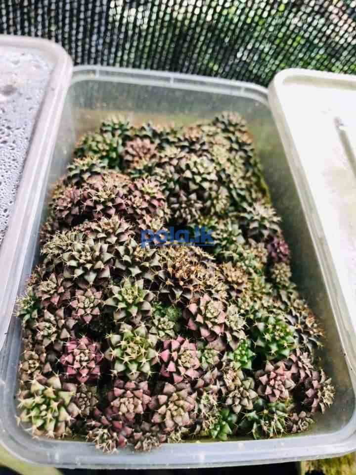 Cactus compot - photo 2