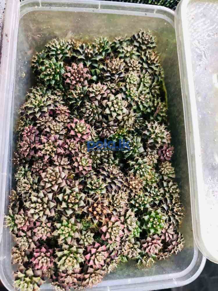 Cactus compot - photo 1