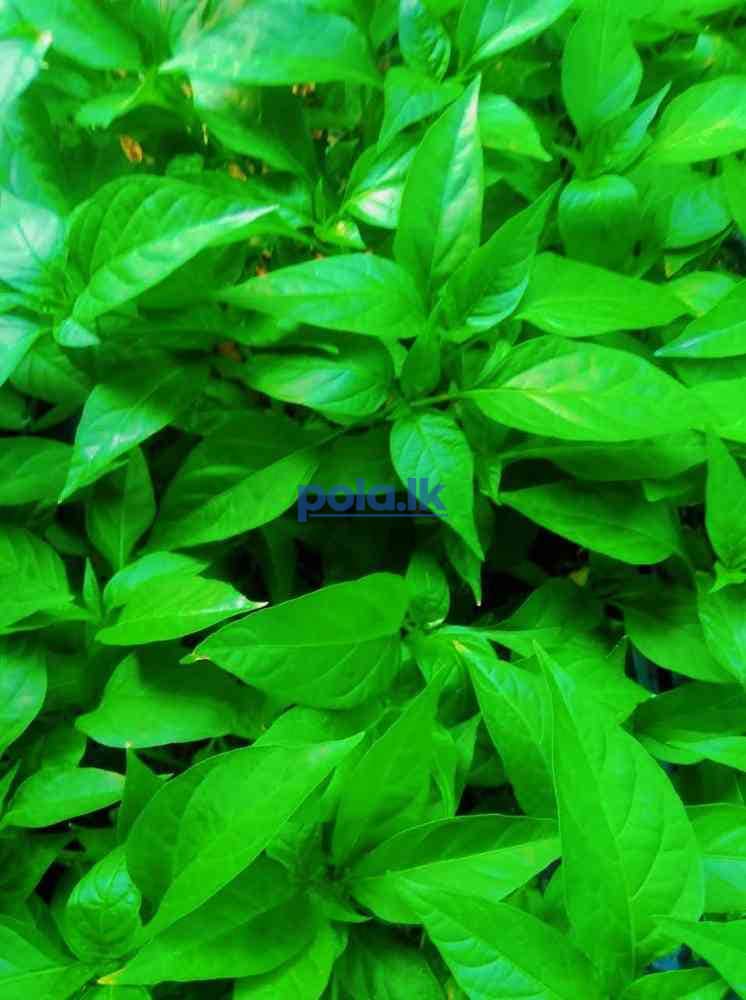 Chill seeds - photo 5