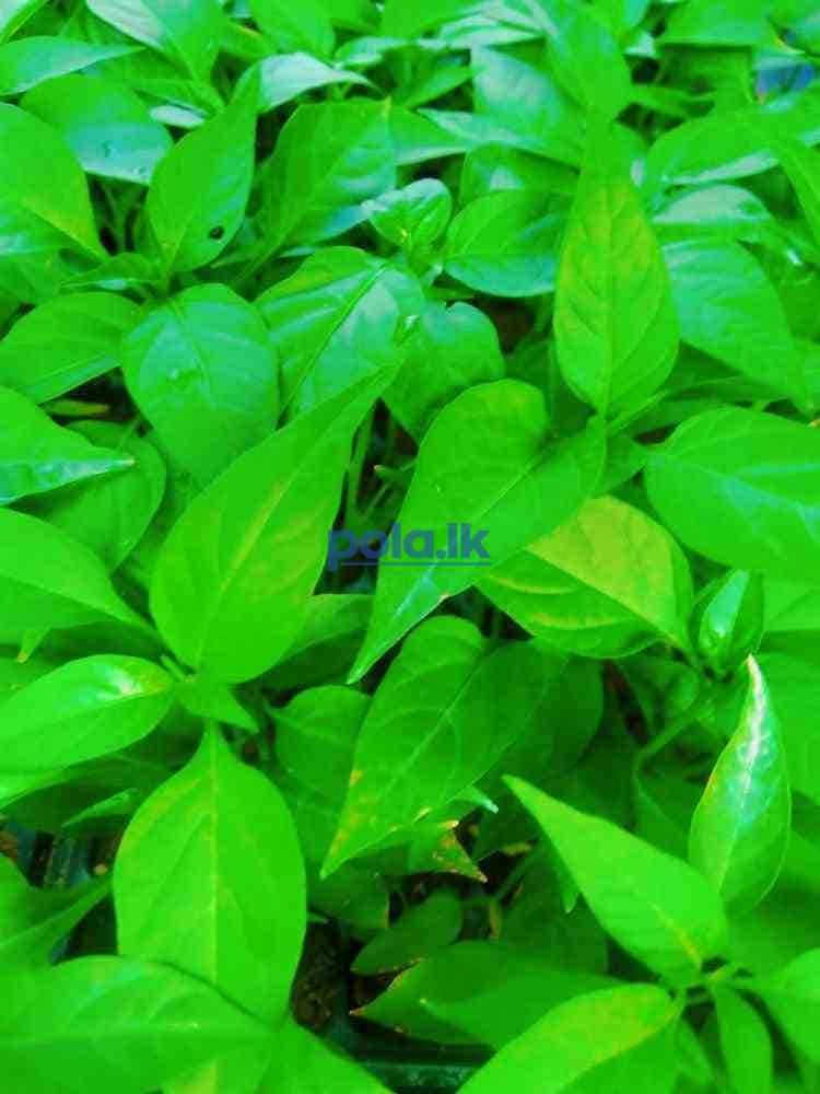 Chill seeds - photo 3