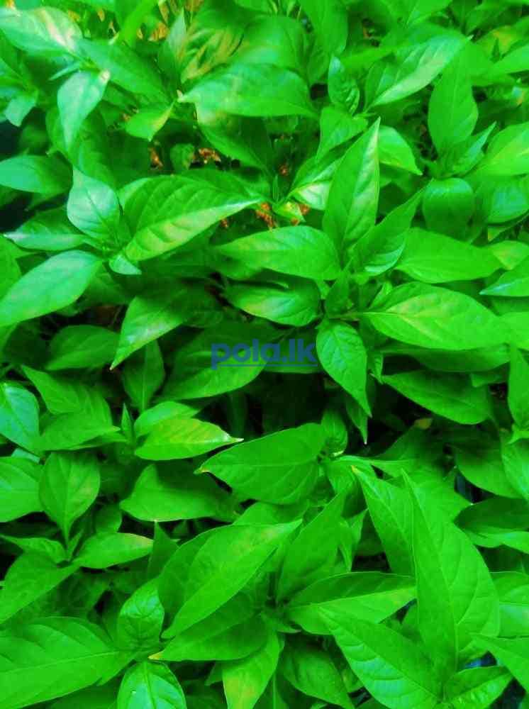 Chill seeds - photo 4