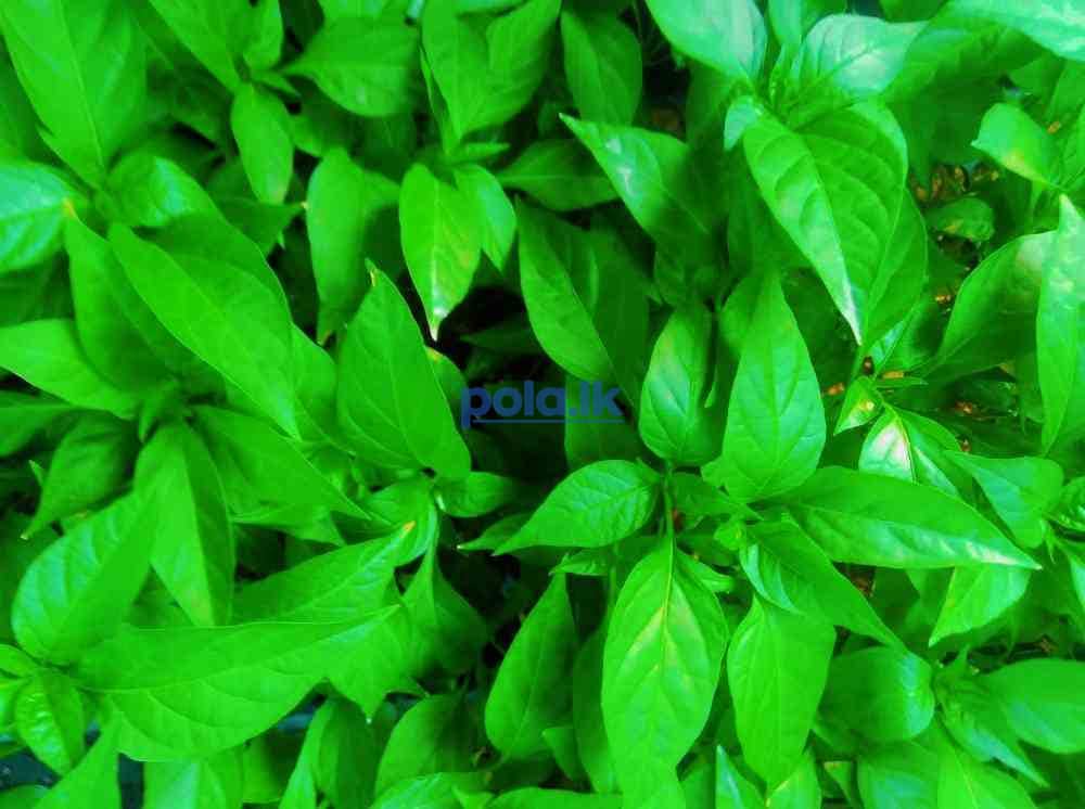 Chill seeds - photo 1