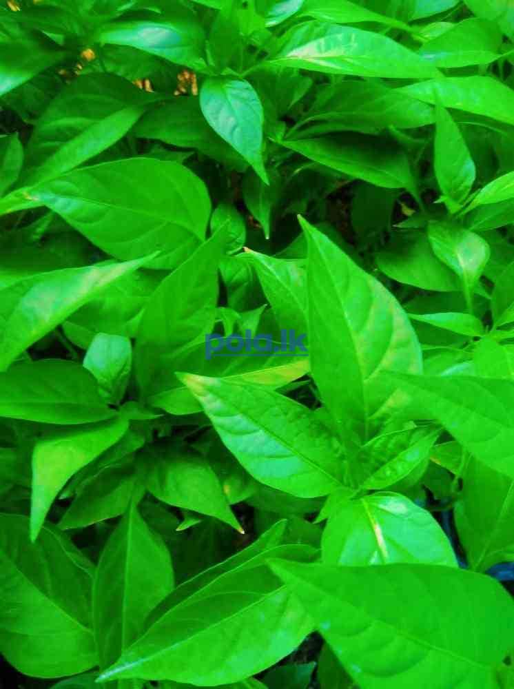 Chill seeds - photo 6