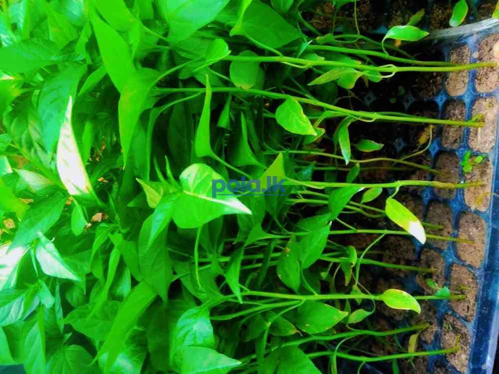 Chill seeds - photo 2