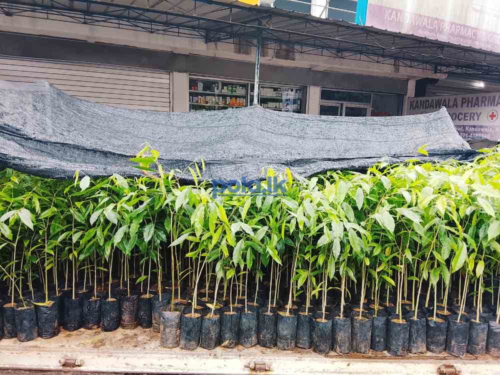 Premium quality agarwood plants for sale - photo 5