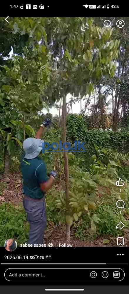 Premium quality agarwood plants for sale - photo 4