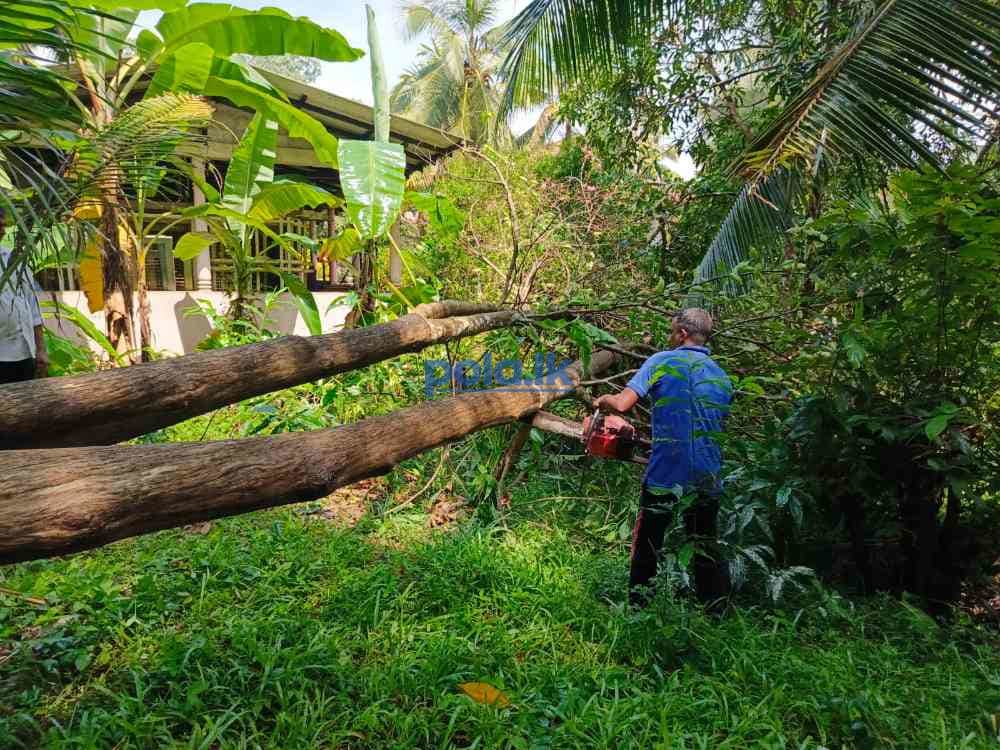 Premium quality agarwood plants for sale - photo 2