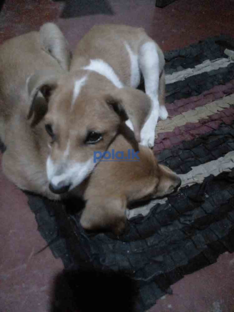 Dogs for free - photo 1