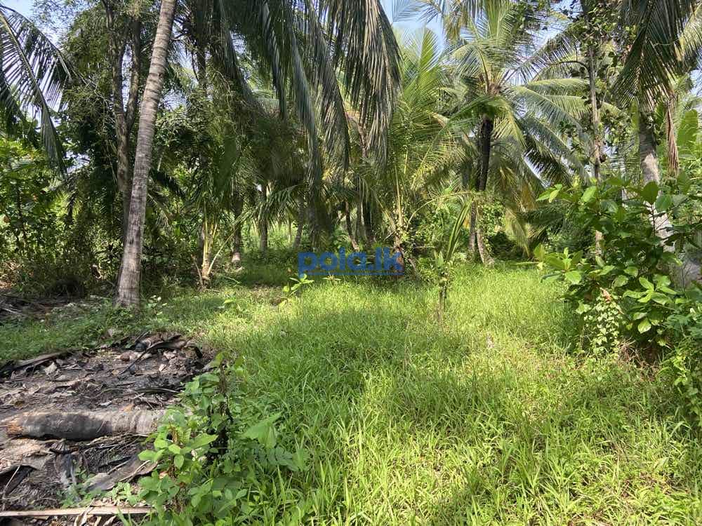 Land for sale in pamunugama - photo 5