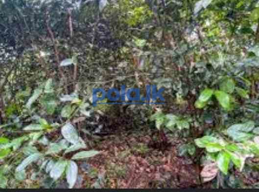 Cinnamon land for sale - photo 2